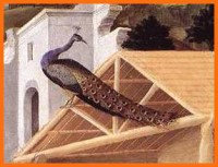 /album/galleria-foto-homepage/pavone-del-lippi-jpg/